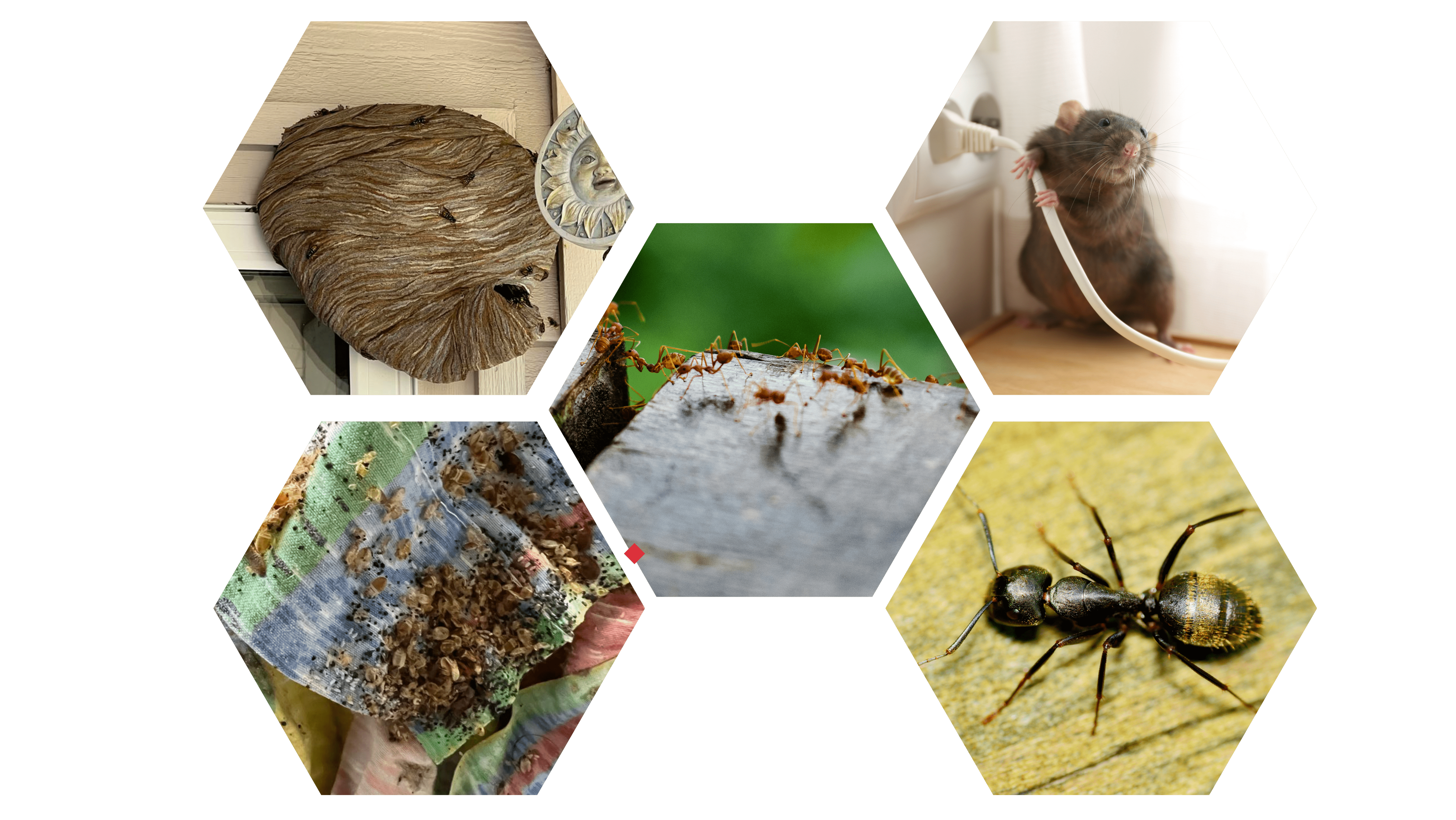 Get a pest-free home with our expert extermination services<br>
